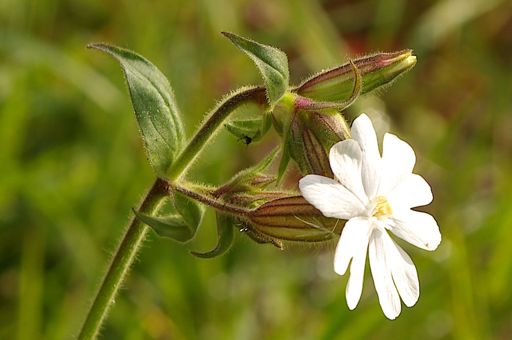 Silene latifolia (=Silene alba) / Silene bianca